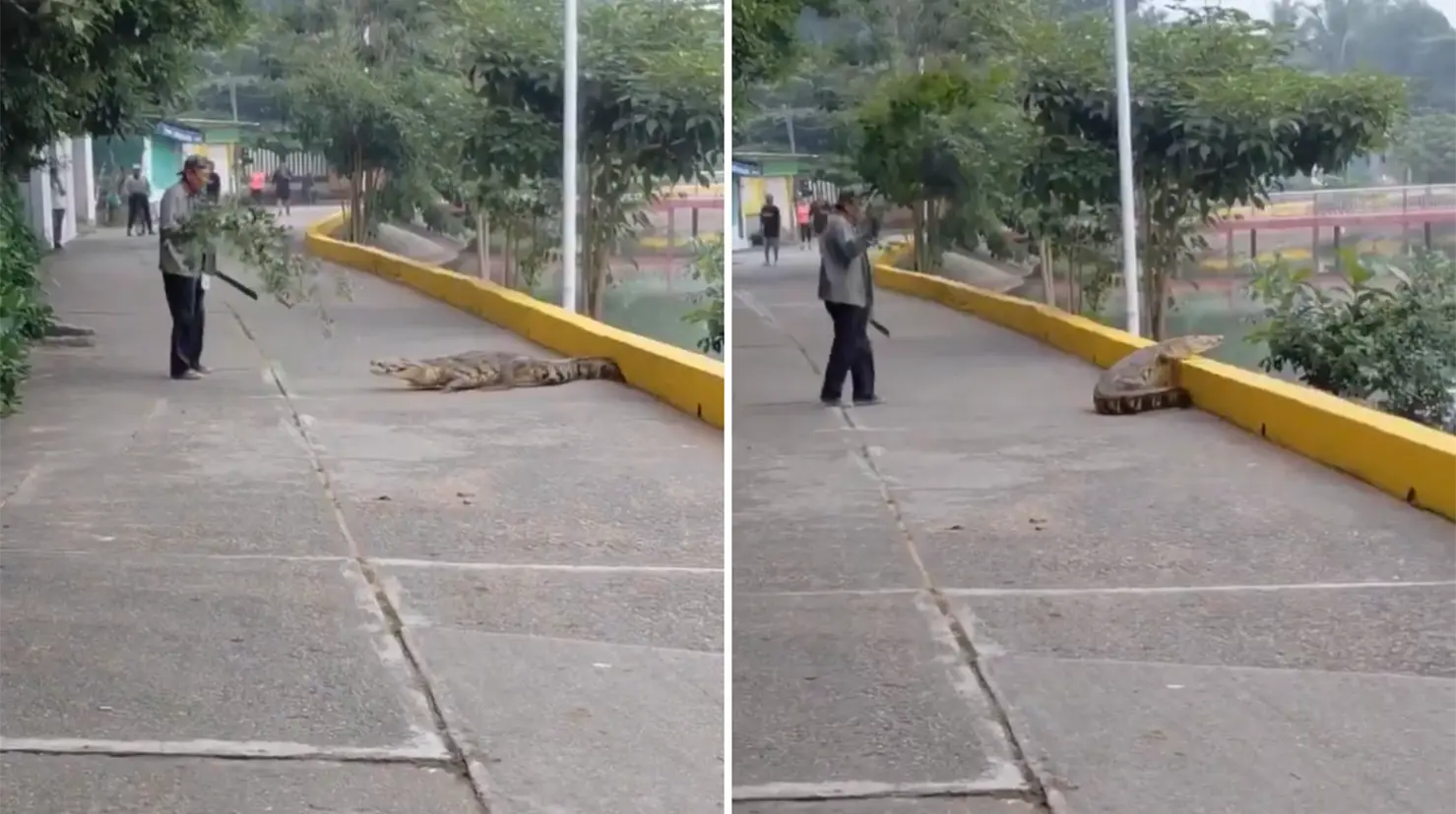 VIDEO | Hombre ahuyenta a cocodrilo con una rama y machete en Veracruz. Foto: X (@ImagendeVer)