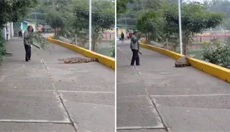 VIDEO | Hombre ahuyenta a cocodrilo con una rama y machete en Veracruz