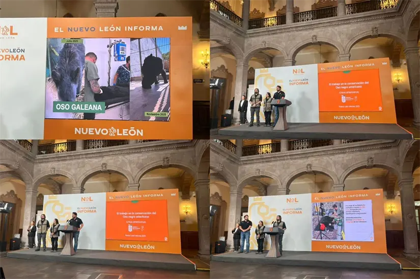 Materia de conservación del oso negro americano. Foto: Yarince Torres