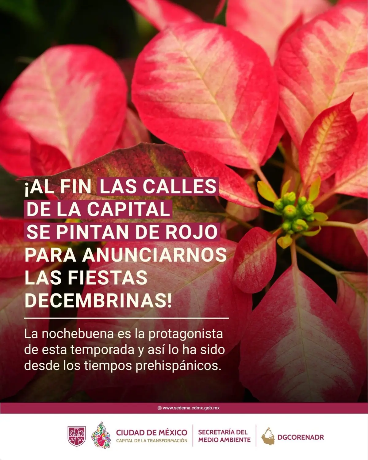 imagen recuadro Las nochebuenas inundarán las calles de la CDMX. Foto: @SEDEMA_CDMX