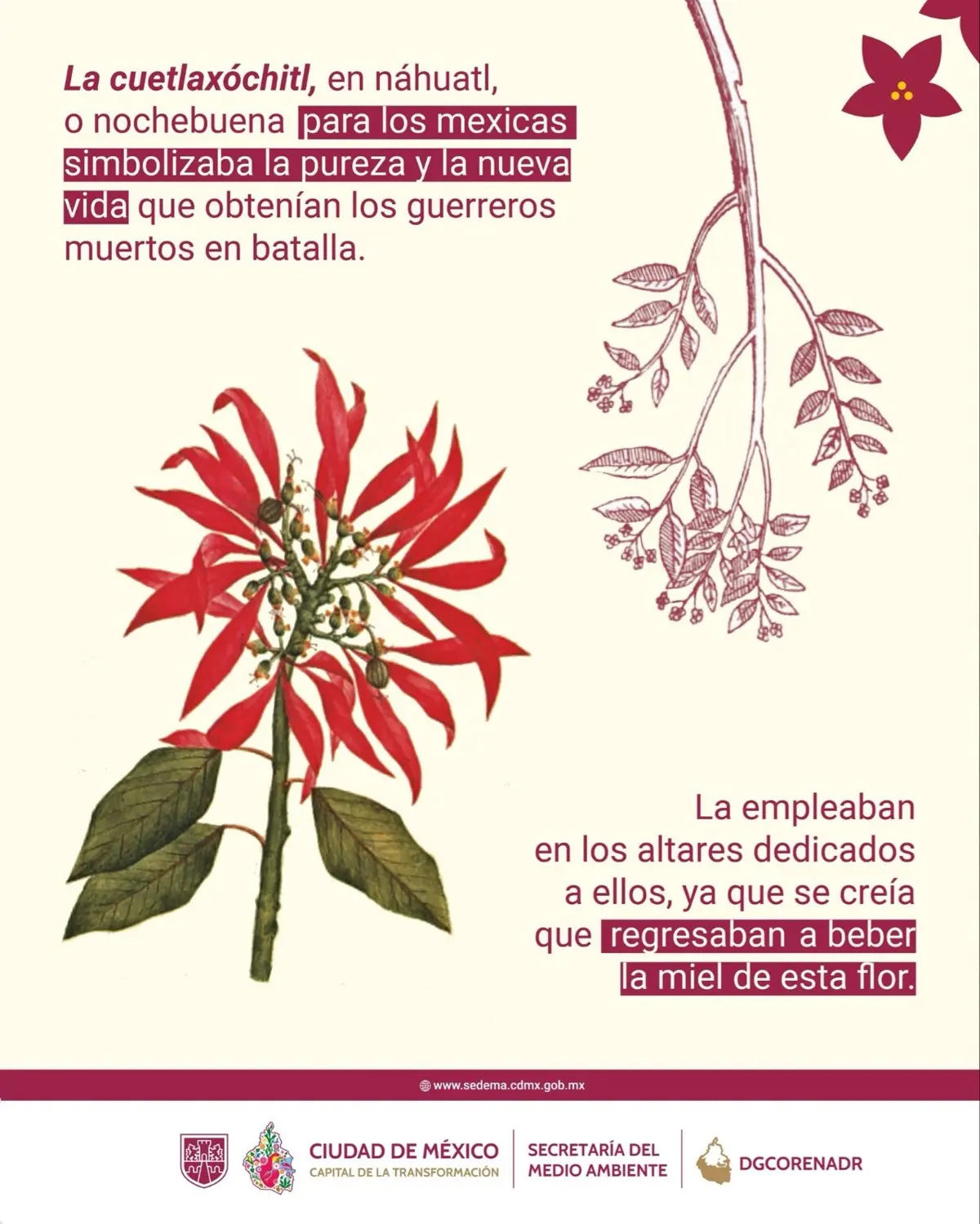 imagen recuadro Las nochebuenas se puede encontrar en diferentes lugares y mercados de la CDMX. Foto: X @SEDEMA_CDMX