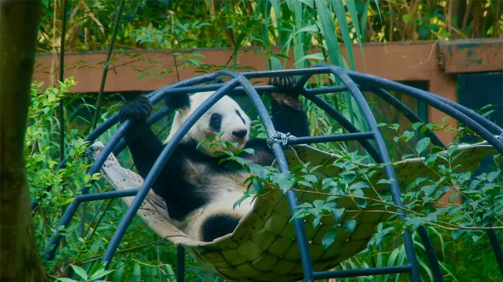 Clara Brugada confirma que buscará traer otra osa panda a CDMX para acompañar a Xin Xin