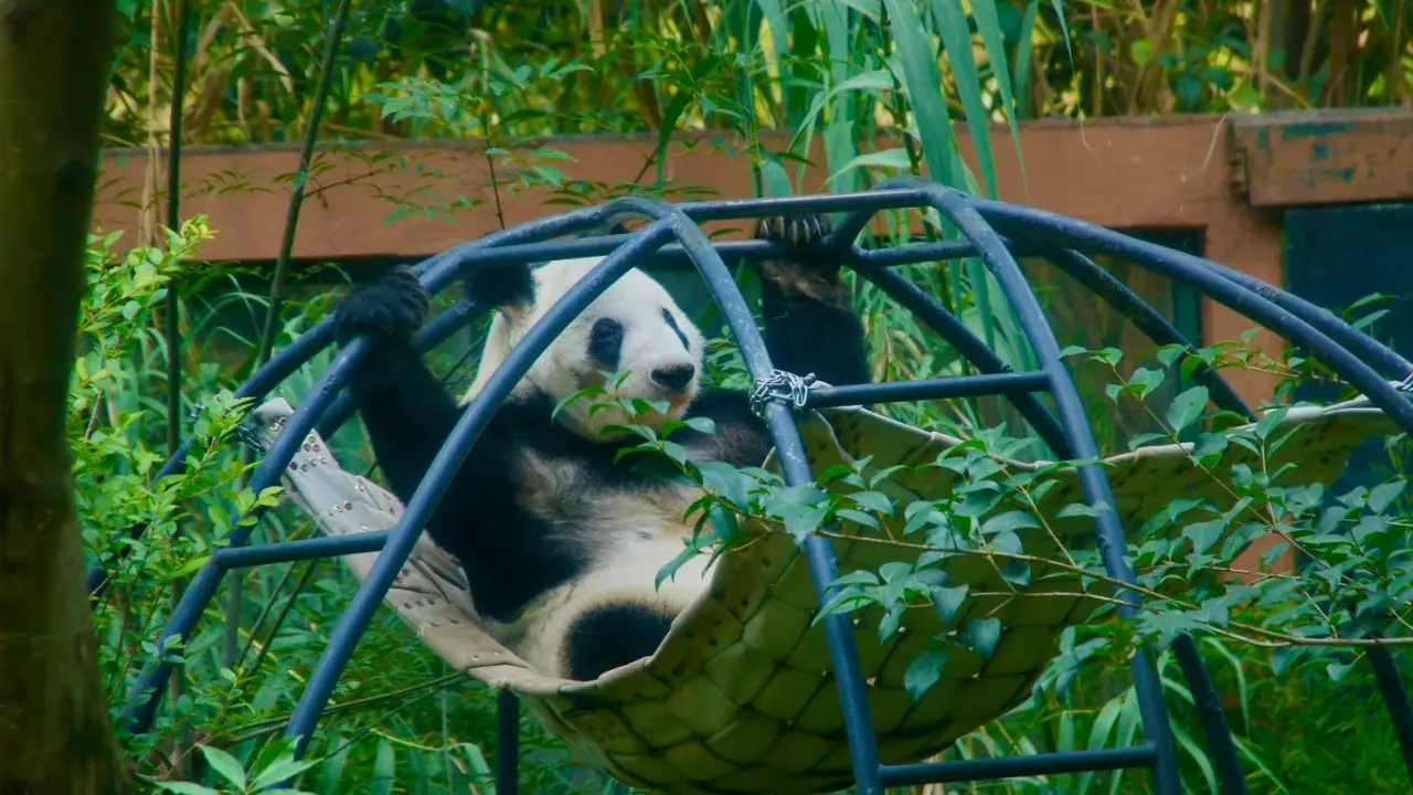 Xin Xin, oso panda de Chapultepec   Foto: Sedema