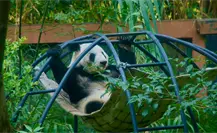 Clara Brugada confirma que buscará traer otra osa panda a CDMX para acompañar a Xin Xin