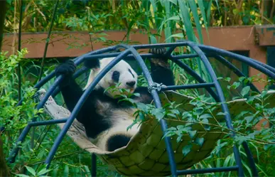 Clara Brugada confirma que buscará traer otra osa panda a CDMX para acompañar a Xin Xin