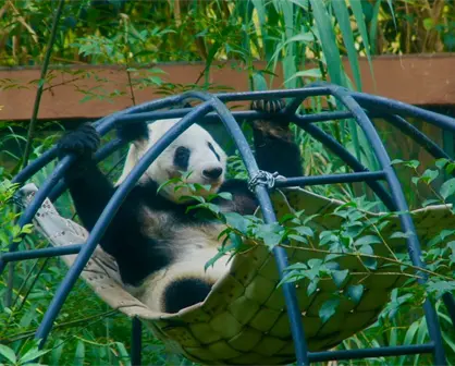 Clara Brugada confirma que buscará traer otra osa panda a CDMX para acompañar a Xin Xin