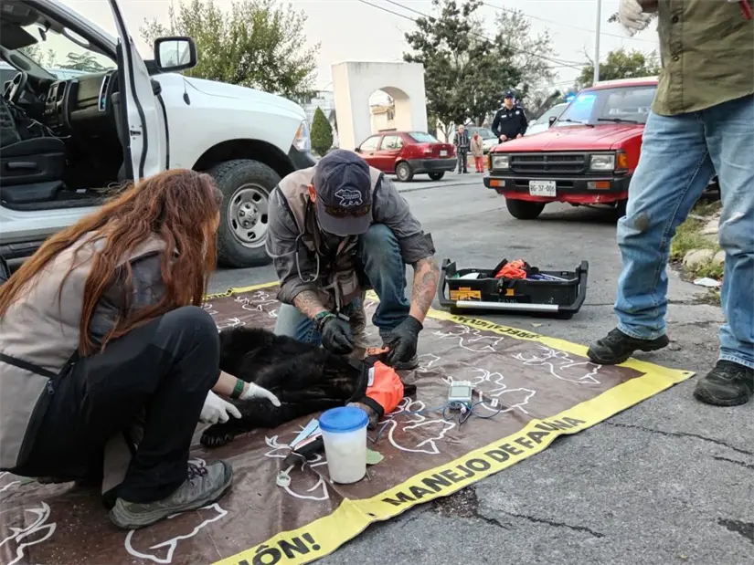 Oso 124 atendido por Parques y Vida Silvestre de Nuevo León. Foto: Parques y Vida Silvestre de Nuevo León