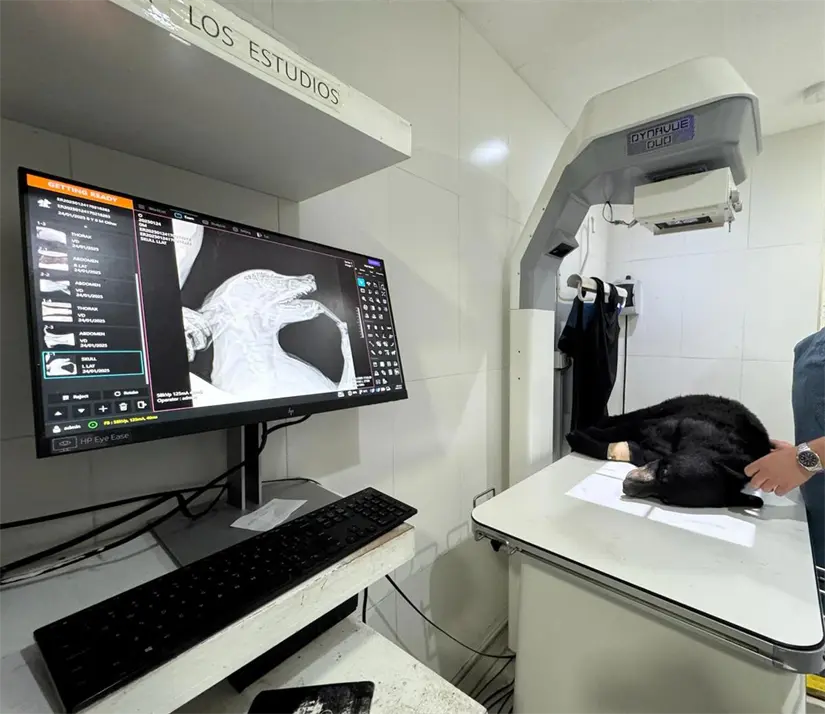 Atención a Oso 127 atropellado en San Pedro. Foto: Parques y Vida Silvestre de Nuevo León