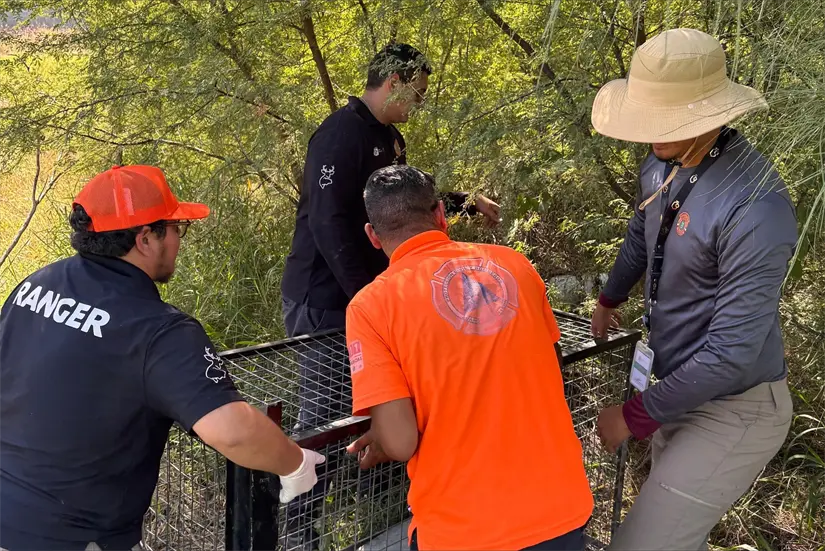 Elementos en rescate de algún ejemplar