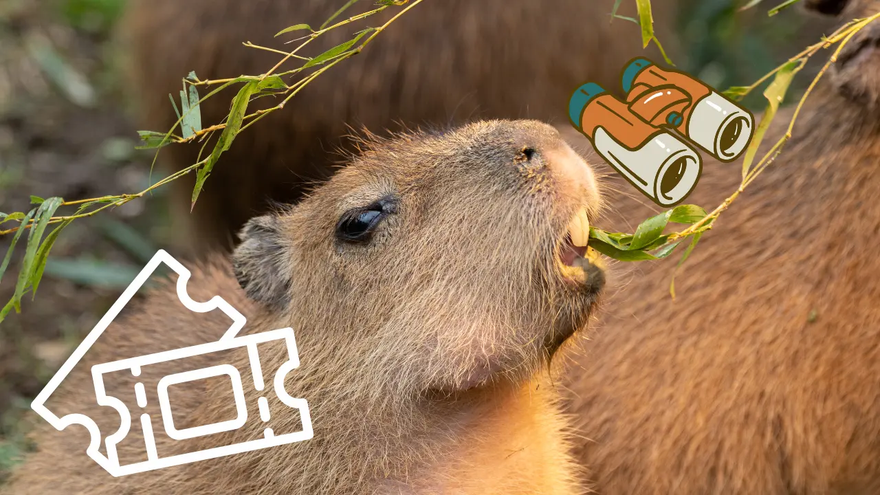 Capibara en hábitat natural. Dibujo de binoculares y tickets | Canva Pro