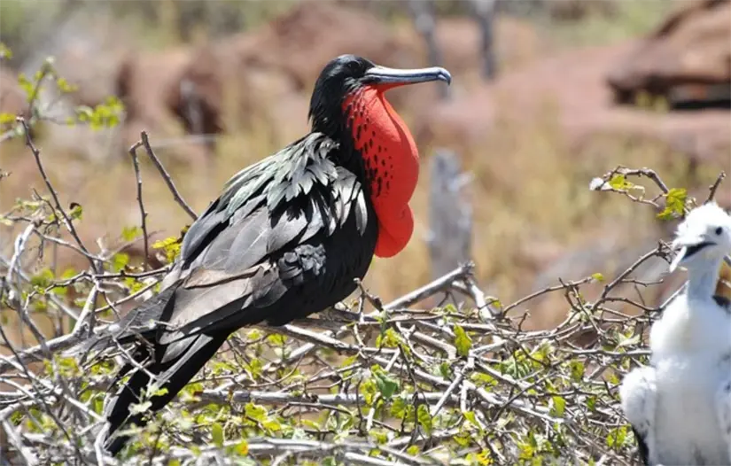 Las fragatas se asientan sobre los manglares, espacios libre de depredadores terrestres. Foto: 57RPrp19 / Pixabay