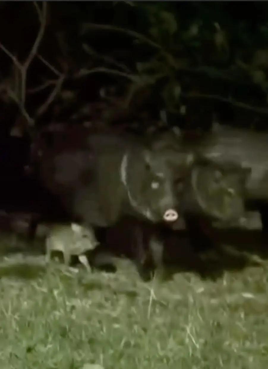 La cría de pecarí tuvo un emotivo reencuentro consu familia tras ser liberada en el municipio de Guadalupe, Nuevo León. Foto: Facebook Guardia Forestal Nuevo León