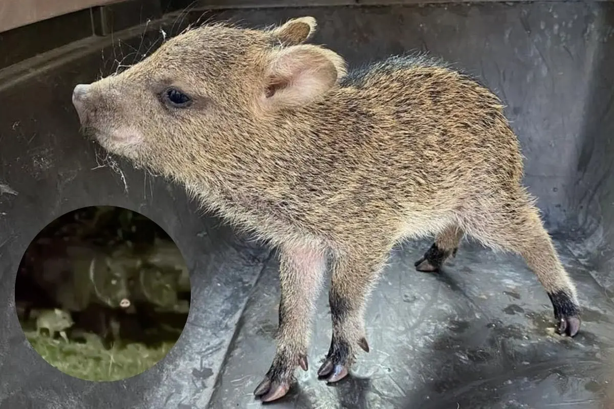 La cría de pecarí rescatada tras caer a una alcantarilla tuvo un final feliz al ser liberada y reencontrarse con su familia en el municipio de Guadalupe, Nuevo León. Foto: Facebook Guardia Forestal Nuevo León / Facebook Samuel García
