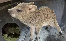 Cría de pecarí rescatado se reencuentra con su familia en Guadalupe, Nuevo León