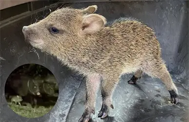 Cría de pecarí rescatado se reencuentra con su familia en Guadalupe, Nuevo León
