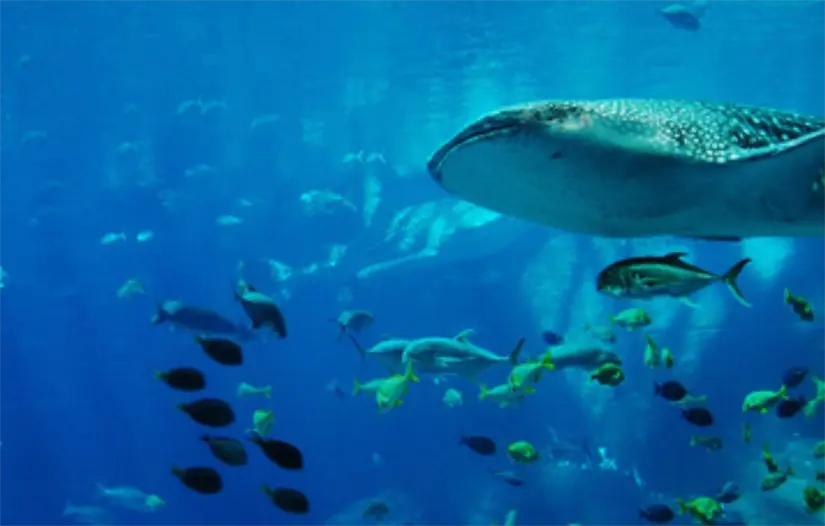 Embarcaciones autorizadas realizan monitoreos diarios para confirmar la presencia del tiburón ballena en el área de refugio. Foto: Go La Paz