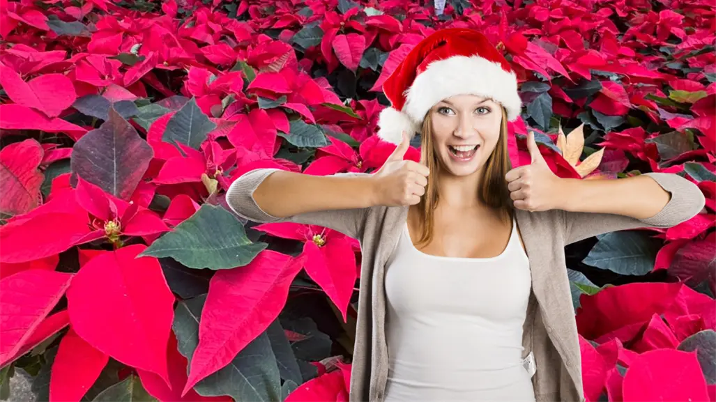 Feria de la Flor de Nochebuena en Mérida, variedades, costos y consejos de cuidado