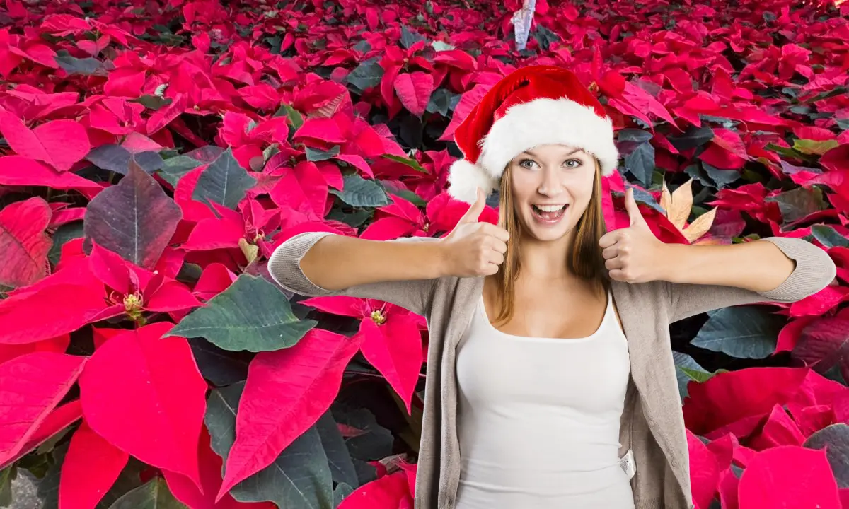 Flores de Nochebuena y una mujer sonriente con gorro navideño. Foto: Alejandra Vargas/Canva