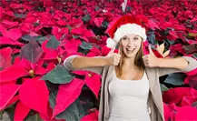 Feria de la Flor de Nochebuena en Mérida, variedades, costos y consejos de cuidado Feria de la Flor de Nochebuena en Mérida, variedades, costos y consejos de cuidado