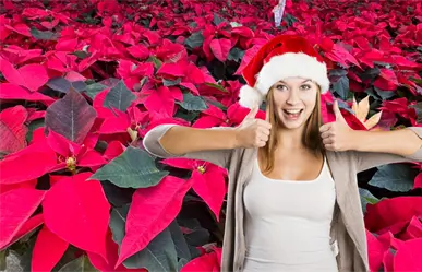 Feria de la Flor de Nochebuena en Mérida, variedades, costos y consejos de cuidado