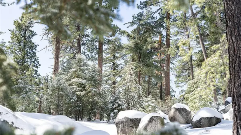 imagen recuadro Sierra de San Pedro Mártir en Baja California. Foto: Alejandra Ortiz