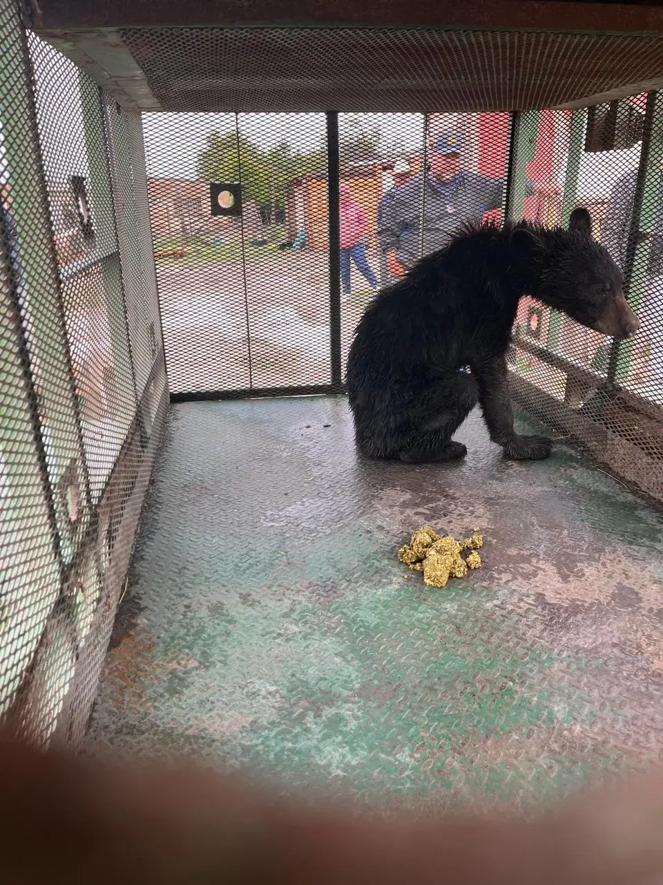 Oso juvenil rescatado en Galeana, Nuevo León. Foto: Parques y Vida Silvestre de Nuevo León