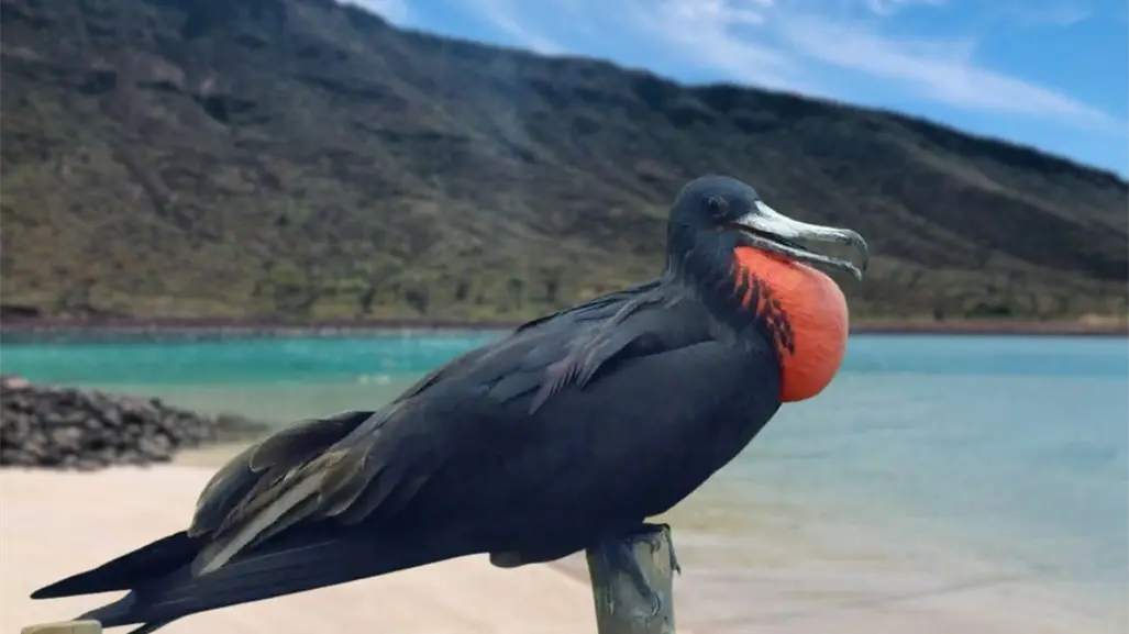Isla Espíritu Santo, la bahía donde miles de fragatas tiñen de rojo el cielo en ritual nupcial