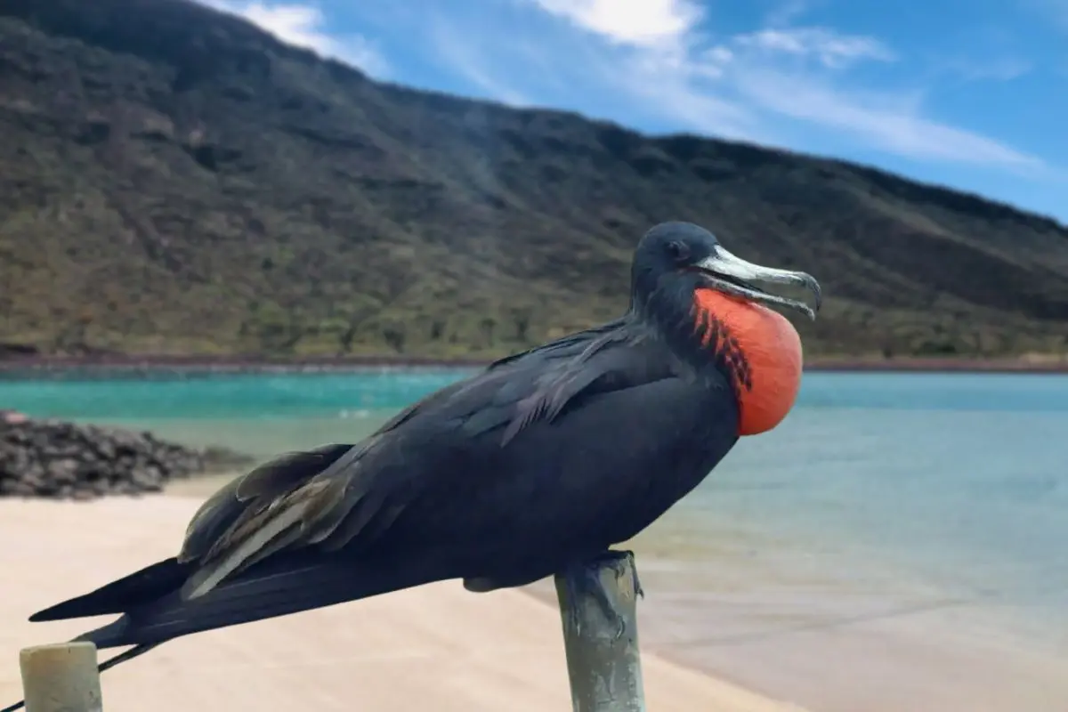 Investigadores registran rutas de vuelo mediante dispositivos GPS para estudiar los desplazamientos de la especie. Foto: TripAdisor | Foto: Isla Contoy Tour