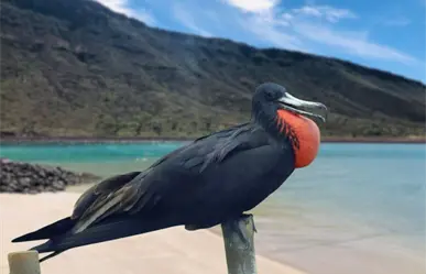 Isla Espíritu Santo, la bahía donde miles de fragatas tiñen de rojo el cielo en ritual nupcial