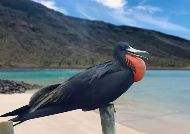 Isla Espíritu Santo, la bahía donde miles de fragatas tiñen de rojo el cielo en ritual nupcial