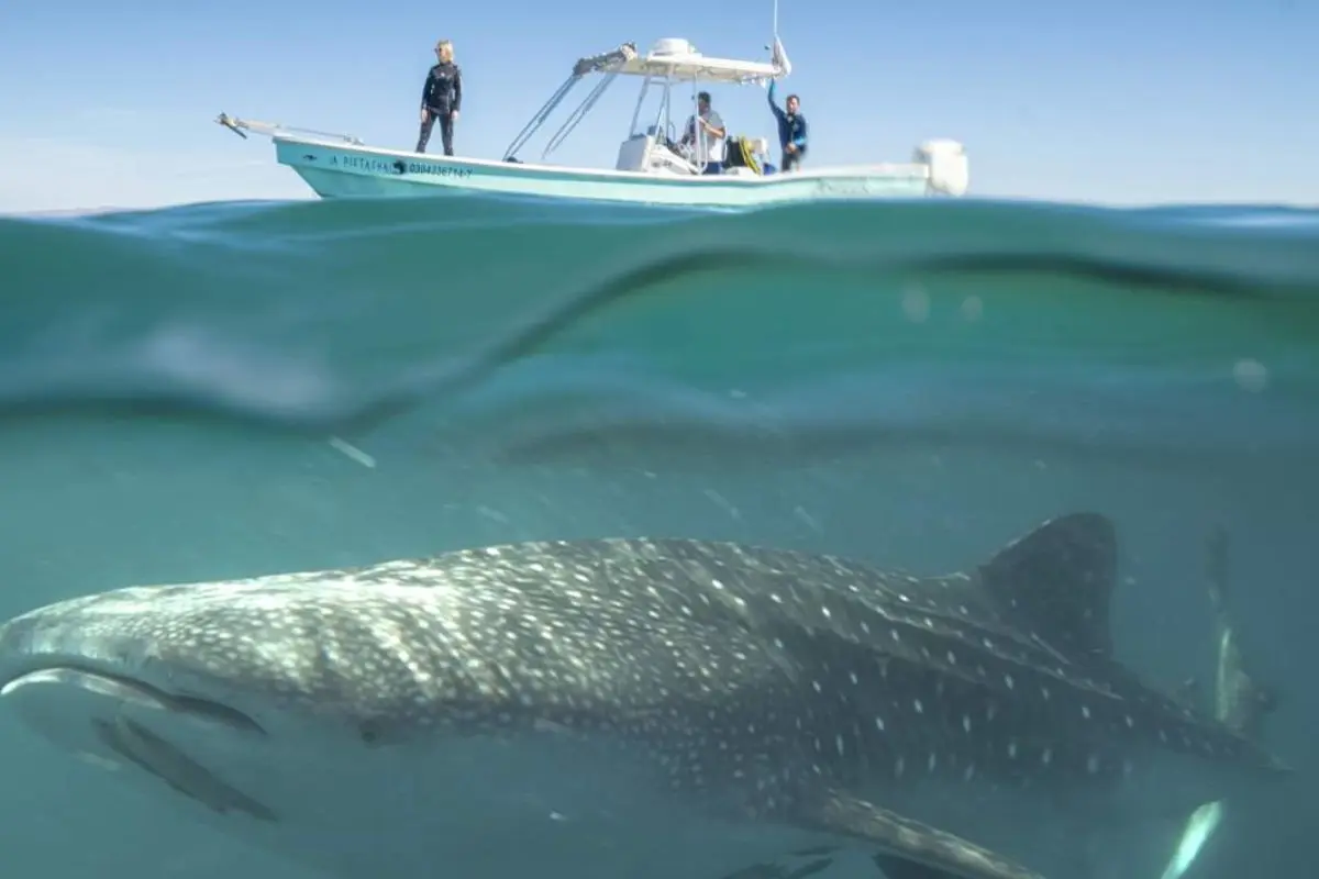 El sistema de turnos controla el ingreso de embarcaciones y reduce el impacto en el entorno del tiburón ballena. Foto: Go La Paz