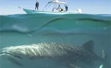 ¿Listos para nadar con el pez más grande? Inician los primeros avistamientos del tiburón ballena en La Paz ¿Listos para nadar con el pez más grande? Inician los primeros avistamientos del tiburón ballena en La Paz