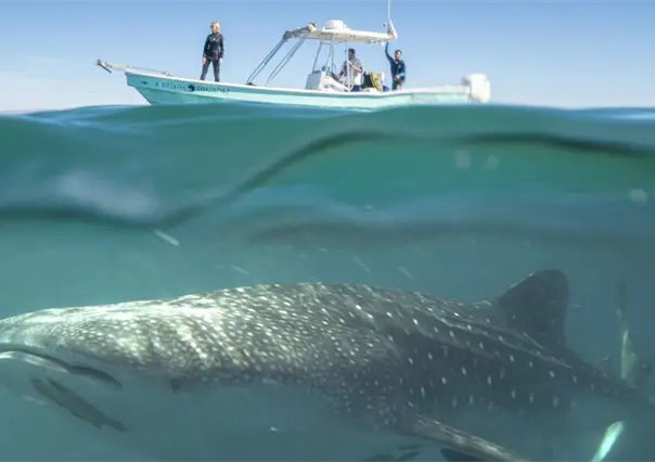 ¿Listos para nadar con el pez más grande? Inician los primeros avistamientos del tiburón ballena en La Paz