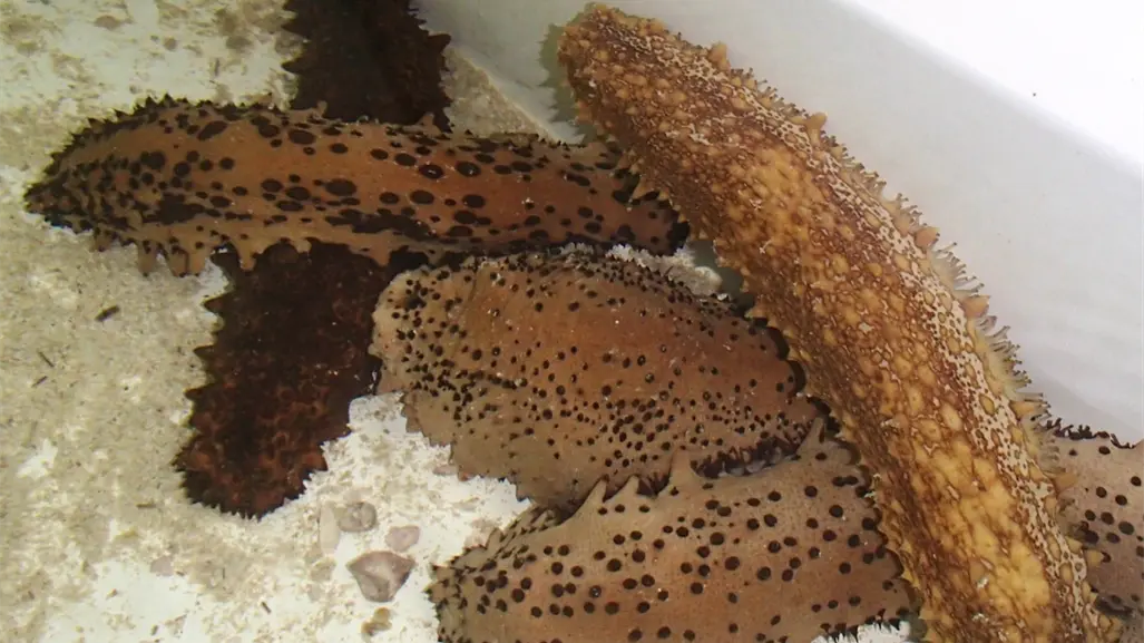 Pepino de mar en Yucatán 2025: por qué seguirá prohibida su pesca y cuál es la situación en Celestún y Dzilam de Bravo