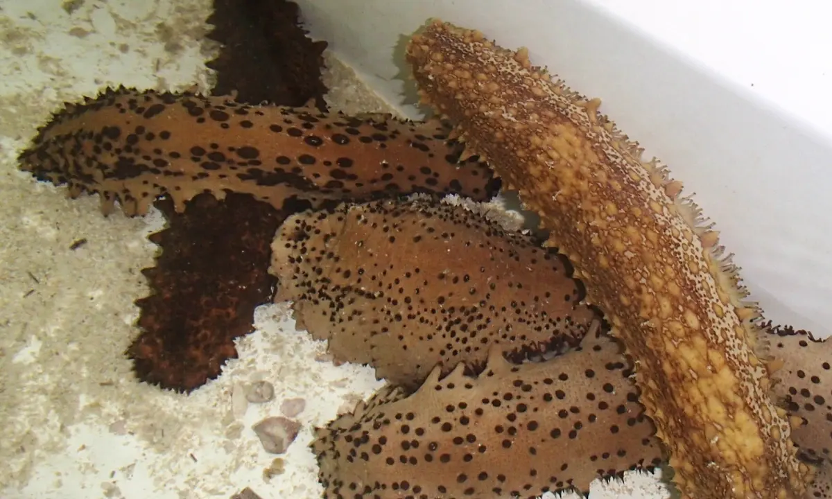 Ejemplares de pepino de mar en Yucatán con alto valor en el mercado asiático Foto: Conexión Cinvestav