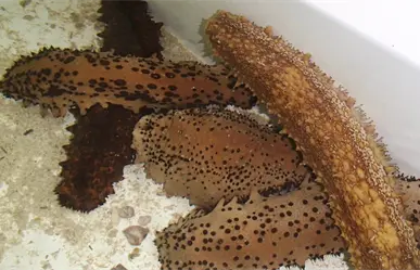 Pepino de mar en Yucatán 2025: por qué seguirá prohibida su pesca y cuál es la situación en Celestún y Dzilam de Bravo