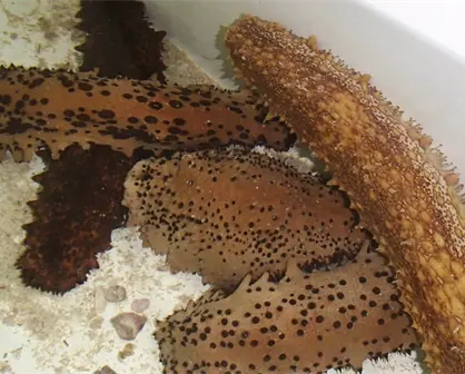 Pepino de mar en Yucatán 2025: por qué seguirá prohibida su pesca y cuál es la situación en Celestún y Dzilam de Bravo