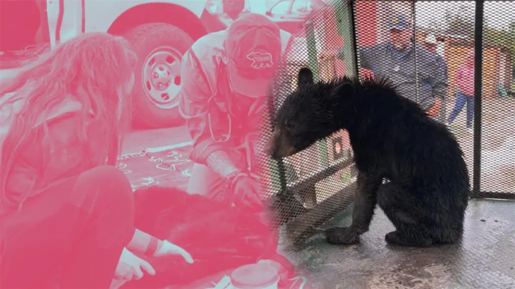 Tres osos, tres historias: así Parques y Vida Silvestre los devolvió a la Sierra Madre en Nuevo León