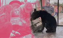 Tres osos, tres historias: así Parques y Vida Silvestre los devolvió a la Sierra Madre en Nuevo León Tres osos, tres historias: así Parques y Vida Silvestre los devolvió a la Sierra Madre en Nuevo León