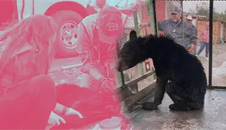 Tres osos, tres historias: así Parques y Vida Silvestre los devolvió a la Sierra Madre en Nuevo León