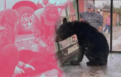 Tres osos, tres historias: así Parques y Vida Silvestre los devolvió a la Sierra Madre en Nuevo León
