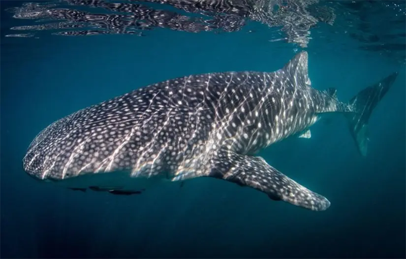 La zona delimitada para nado y observación funciona bajo reglas específicas durante toda la temporada. Foto: TripAdvisor