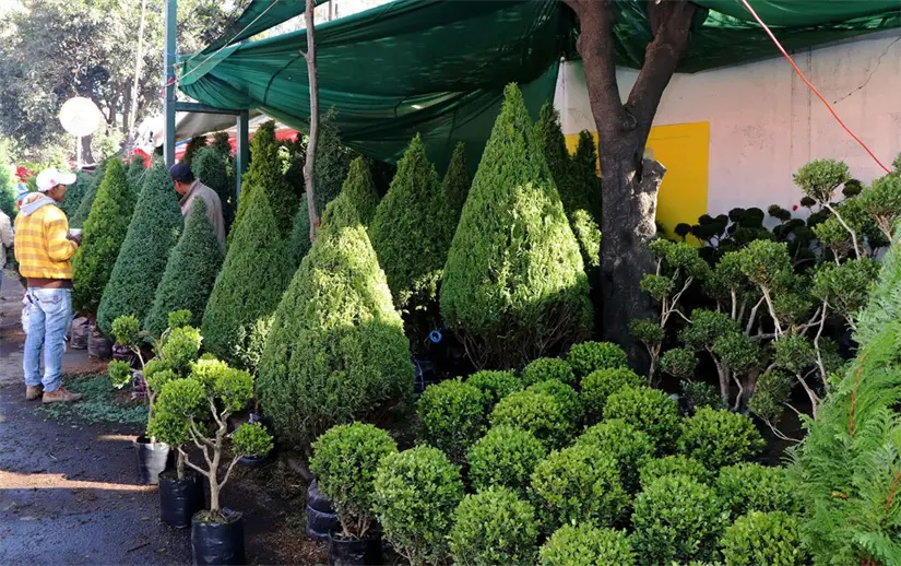 Árboles en venta para la gente en Romería de la CDMX. Foto: X @CdeAbastoCDMX
