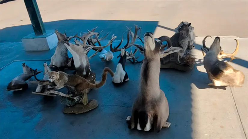 Ejemplares disecados ubicados en la zona de verificación vehicular del puerto. Foto: PROFEPA