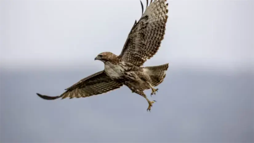 Halcón Foto: Unsplash