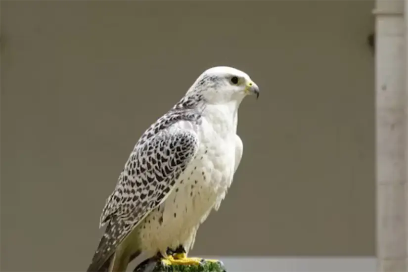 Halcón Foto: Unsplash