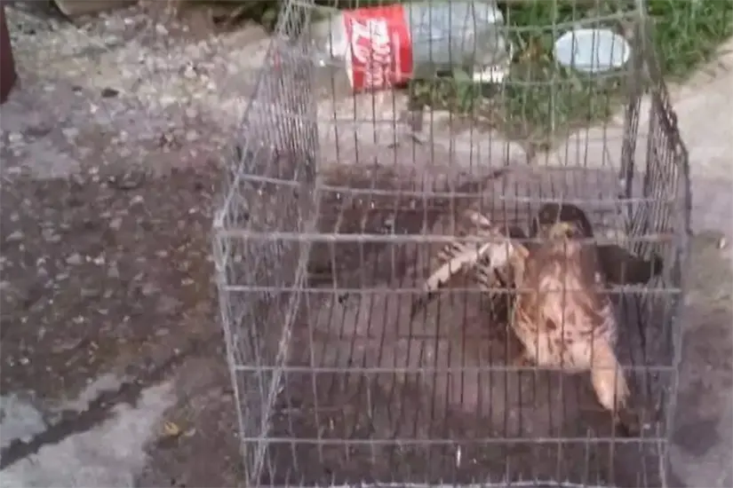 Halcón rescatado en Tamaulipas imagen recuadro