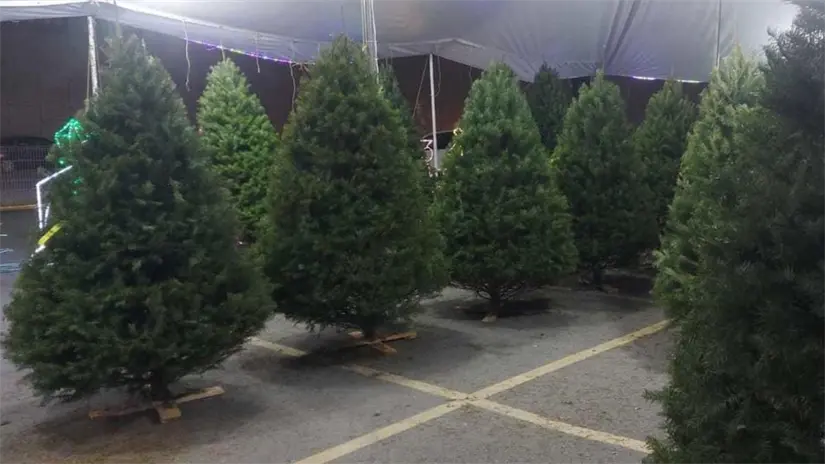 imagen recuadro Pinos pequeños y medianos acomodados en sección especial Foto: POSTAMX