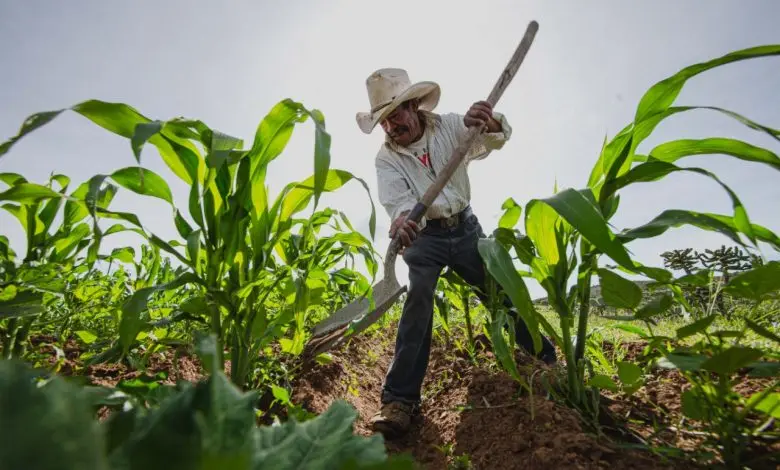 imagen recuadro Agricultor arando la tierra. Foto: Gobierno de México