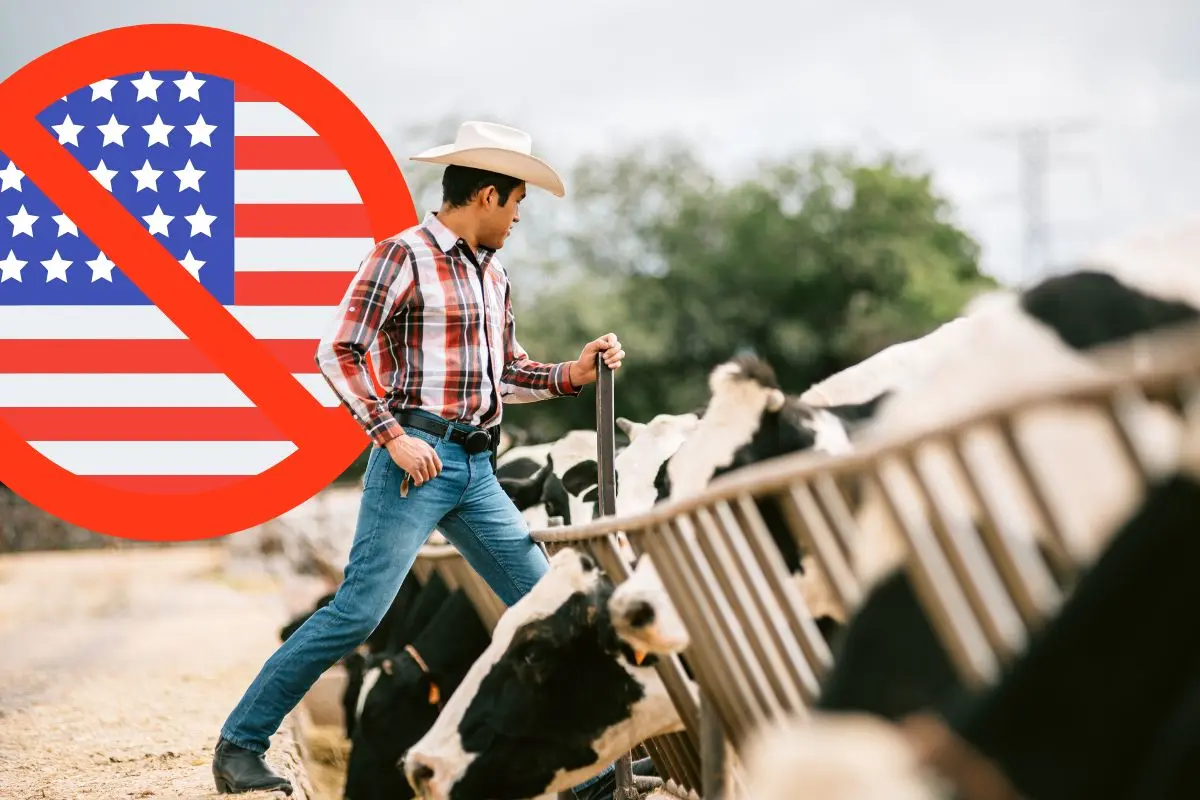 Estados Unidos continua bloqueando el ganado Mexicano, productor representa freno en exportaciones / Foto: Composición de Canva